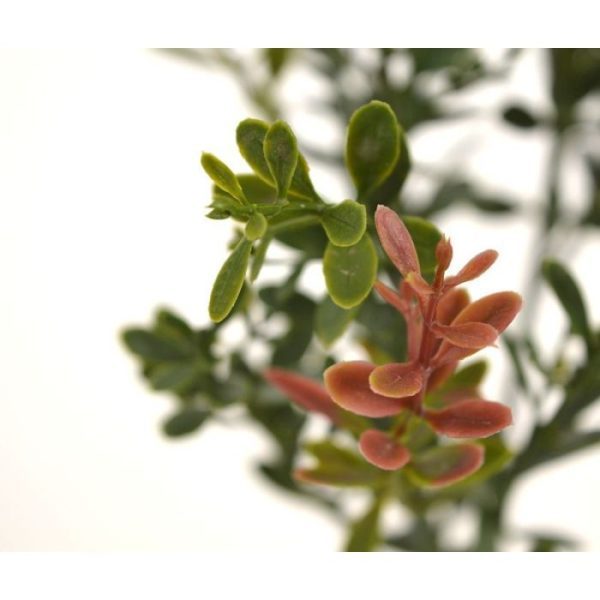 zodat ze makkelijk met meerdere in een bak of sierpot te plaatsen zijn voor een decoratief geheel. De Kunstbuxus is geheel gemaakt van kwalitatief hoog pvc-plastic