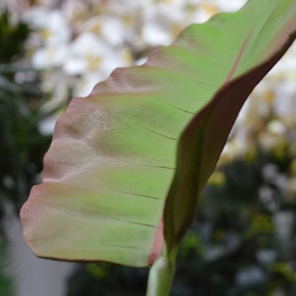 Caladium-kunstblad-deluxe-75-cm-3 Caladium kunstblad deluxe 75 cm 3