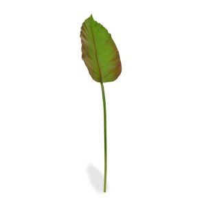 Dit Caladium kunstblad deluxe kunt u gebruiken als basis in kunstboeketten. Het kunststof blad is gemaakt van foam en voelt daardoor bijzonder echt aan.   Het blad heeft een formaat van 30 cm lang en 19 cm breed. Door de authentieke kleur en de perfect nagemaakte bladstructuur is deze kunsttak een verrijking voor elk boeket.   De totale lengte van de kunststeel is ongeveer 76 cm.   Vanaf 12 stuks kunt u gebruik maken van de voordeel prijs.
