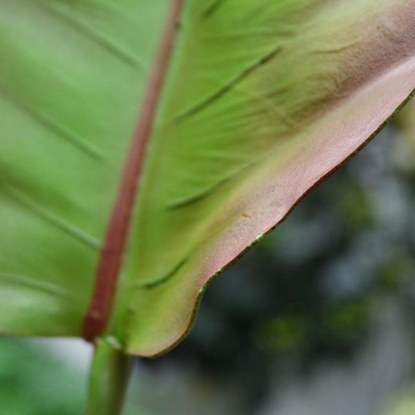 Caladium-kunstblad-deluxe-75-cm-4 Caladium kunstblad deluxe 75 cm 4