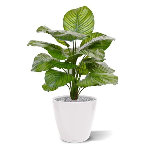 Kunstplanten telt zo'n 25 bladeren in hun karakteristieke groengele kleurschakeringen en een duidelijk voelbare nerfstructuur. Deze kunstcalathea met bladeren die op een mandje lijken is ongeveer 70 cm hoog en wordt in een plastic binnenpot van 12 cm geleverd.Deze prachtige en levensechte Calathea met kunstzijden bladeren leent zich uitstekend voor plaatsing in een smalle