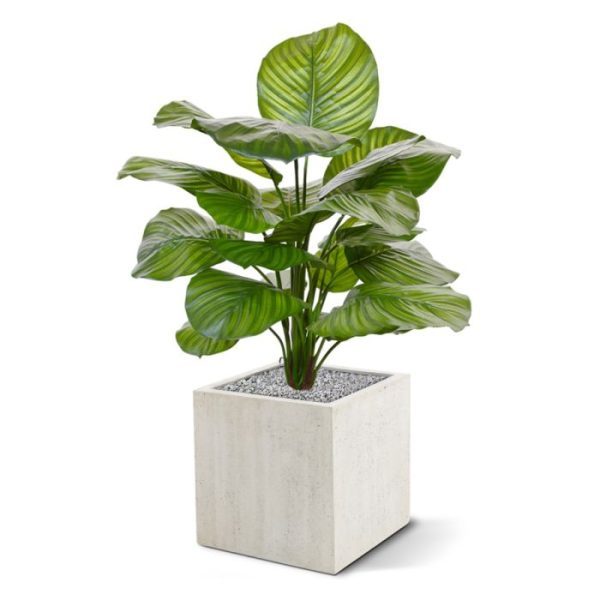 Calathea-Fasciata-kunstplant-70-cm-3 Calathea Fasciata kunstplant 70 cm 3