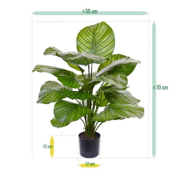 Calathea-Fasciata-kunstplant-70-cm-4 Calathea Fasciata kunstplant 70 cm 4