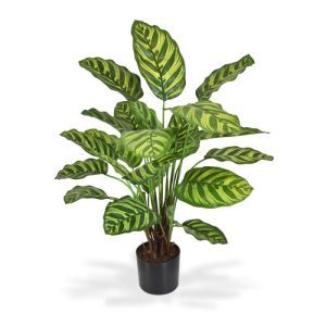 Houd u ook zo van de eigenwijs springerige en bont gekleurde Calathea Makoyana die ook wel de Pauwplant of Kathadraalramen wordt genoemd? Onze versie kunstplant is 60 cm hoog en ziet er wel heel natuurgetrouw en levensecht uit. Geniet u ook zo van deze uit Brazilië afkomstige plant?