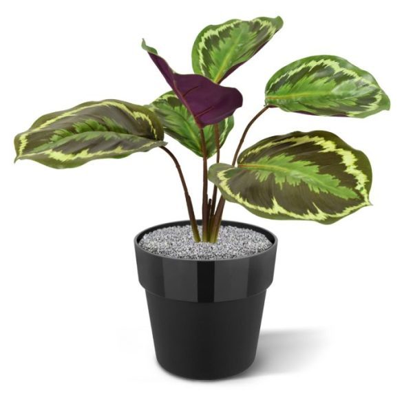 we zullen het u niet kwalijk nemen als u deze kunst Calathea Ornata in boeketvorm vaak van onderen bekijkt. Zelf twijfelen we eerlijk gezegd ook welke kant van de mooi nagemaakte bladeren van dit boeket nu het meest aanspreken. Waar mag dit sfeervolle Calathea kunstboeket met zichtbare wortels bij u de sfeer verhogen? Het heeft wel iets weg van een schilderij vol eigenwijze verfstrepen. Zo mooi
