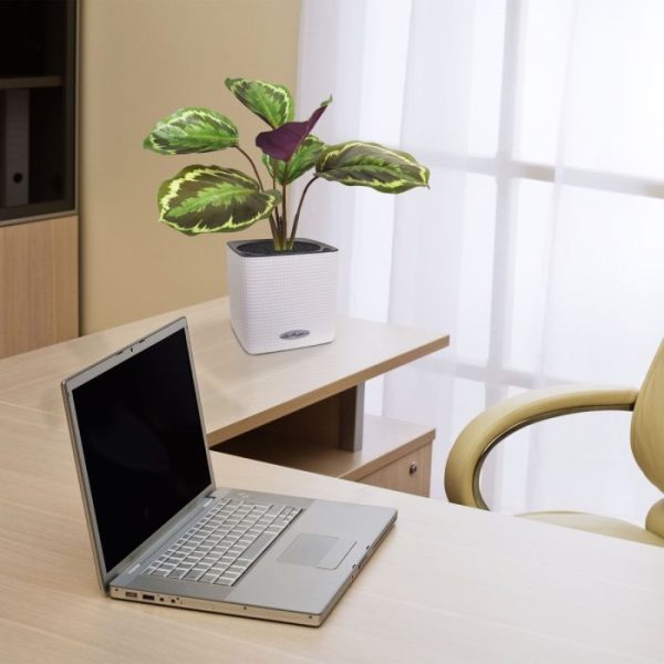 grootte en vorm weer anders is. Deze kunstcalathea van het type Ornata is ongeveer 25 cm hoog en 25 cm breed en wordt standaard geleverd met een steker. Hiermee kunt u het boeket eenvoudig en in zijn eentje als tafelboeket opsteken o...