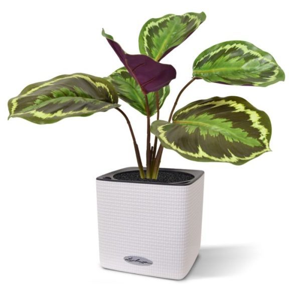 Calathea Ornata kunstboeket 25 cm 8