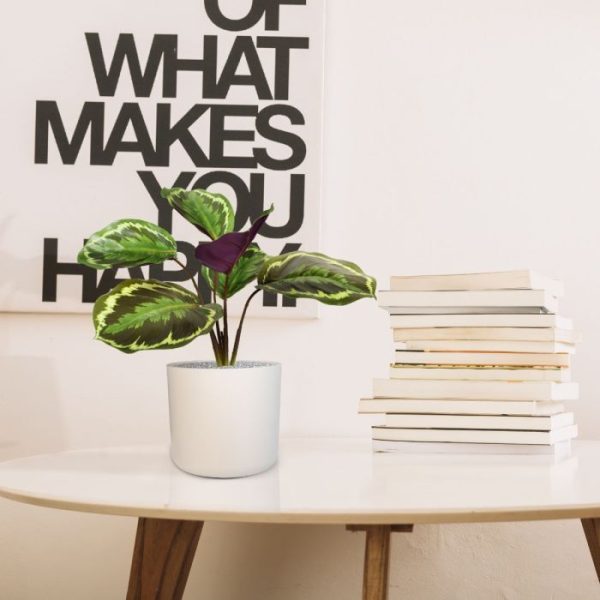 Calathea Ornata kunstboeket 25 cm 9