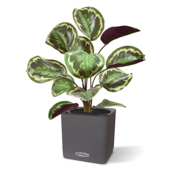 receptie of waar dan ook waar sfeer gewenst is. Met zijn vrolijke uiterlijk tovert hij moeiteloos iedere ruimte om in een regelrechte eyecatcher. Als een echte gastheer heet hij uw gasten vriendelijk welkom. Alsof 'ie nog maar net droog achter zijn oren is