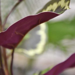 Dit prachtige en levensecht nagemaakte kunstboeket Calathea Ornata is een geweldige aanwinst op tafel