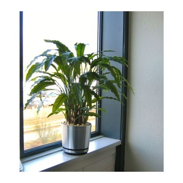 Kunstplanten de overvloed aan bladeren en de hoge kwaliteit van de gebruikte materialen is deze plant bijna niet van echt te onderscheiden!   De hoogte van de plant is ongeveer 85cm en de bladkleur is groen.  Standaard wordt deze plant in een plastic pot geleverd