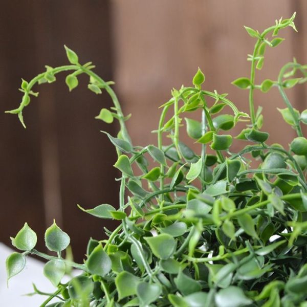 Kunst Hangplanten ook wel bekend als de schildpad plant