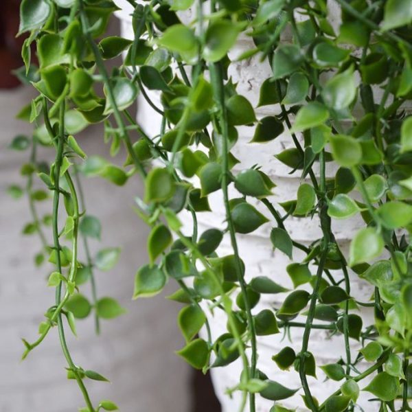 Callisia kunsthangplant 70 cm UV Deze Callisia Repens kunsthangplant