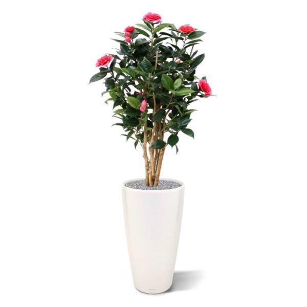 Camelia-Japonica-Kunstplant-Deluxe-100-cm-rose-4 Camelia Japonica Kunstplant Deluxe 100 cm rose 4