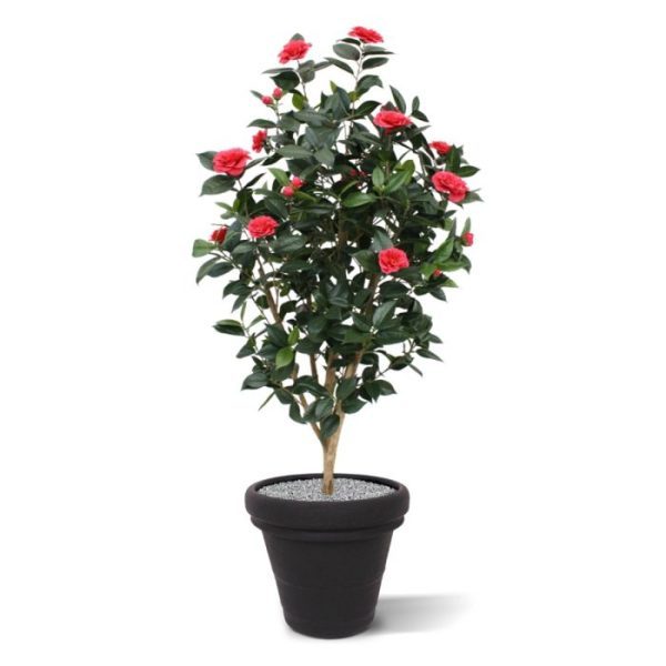 Kunstbomen zoals hij in menig tuin is terug te vinden.  De Camelia boom heeft een hoogte van 150 cm en de kleur van de bloemen is cerise-rose. De bladprints van de Camelia zien er zeer natuurgetrouw uit en doordat de boom veel bloemen heeft is het een schitterende bloeiende decoratie!  Standaard wordt deze boom in een plastic pot geleverd.