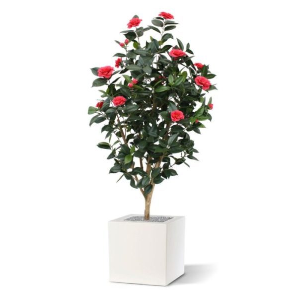 Camelia-Japonica-Kunstplant-Deluxe-150-cm-rose-9 Camelia Japonica Kunstplant Deluxe 150 cm rose 9