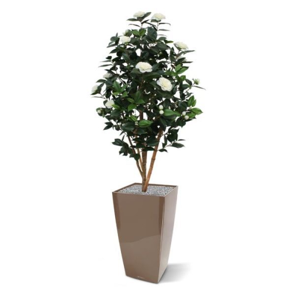 Kunstbomen zoals hij in menig tuin is terug te vinden. De Camelia boom heeft een hoogte van 150 cm en de kleur van de bloemen is prachtig creme kleurig. De bladprints van de Camelia zien er zeer natuurgetrouw uit en doordat de boom veel bloemen heeft is het een schitterende bloeiende decoratie! Standaard wordt deze boom in een plastic pot geleverd.