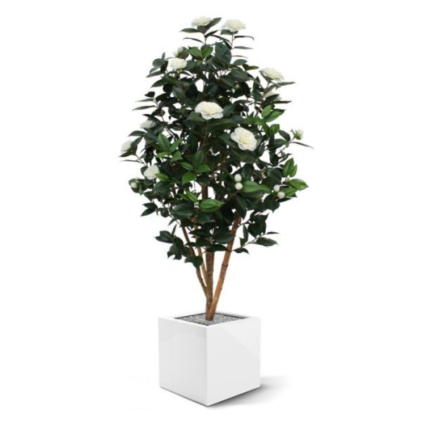 Bloeiende kunstbomen Camelia Japonica kunstboom deluxe 150 cm creme 2