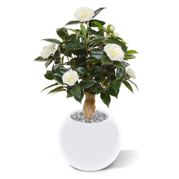 waarvan de Japanse Roos de bekendste soort is