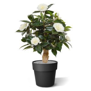 Laat u verrassen door deze Camelia kunstplant op voet en val voor de verleidelijke dubbele bloemen in een mooie crèmekleur. Deze kunstig nagemaakte Camelia op echte houten stam