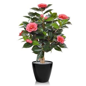 Bent u de volgende die valt voor deze prachtig nagemaakte kunst Camelia op voet met de verleidelijke dubbele bloemen in roze kleur? Geen wonder dat we deze Japanse Roos in menig interieur terugzien! Deze kunstige Camelia op echte houten stam is met haar delicate kunstzijden bloemen en stevige en gekartelde kunststof bladeren