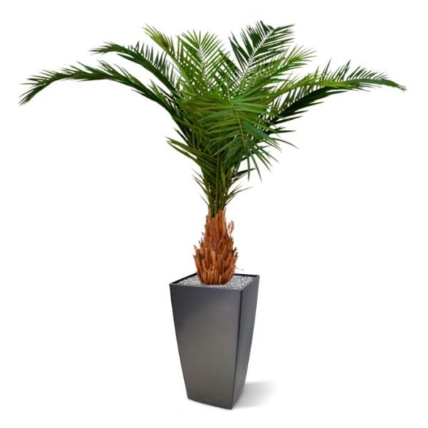 Canarie Phoenix Kunstpalm Deluxe 210 cm 10