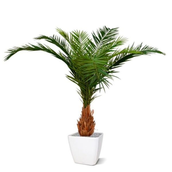 welke afgewerkt is met palmschors. De natuurgetrouwe kroon heeft lange palmbladeren waardoor de totale diameter van de palm wel tot 230 cm reikt! De totale hoogte van de Canarie Deluxe is ongeveer 210 cm (vanaf de grond gemeten). Dit model Phoenix palm is bijzonder goed geschikt voor een hoge plantenbak