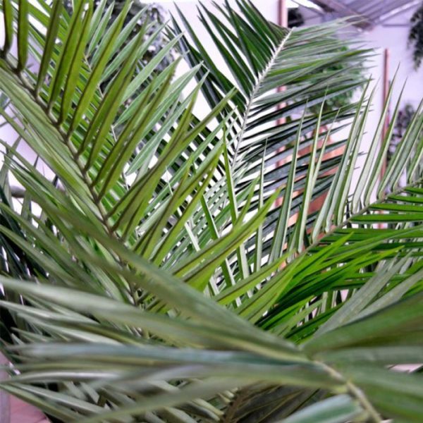 zodat de totale hoogte nog fors vergroot wordt! Standaard wordt de Palm geleverd in een plastic binnenpot. Al met al een schitterend nagemaakte kunstpalm van natuurgetrouwe kwaliteit!
