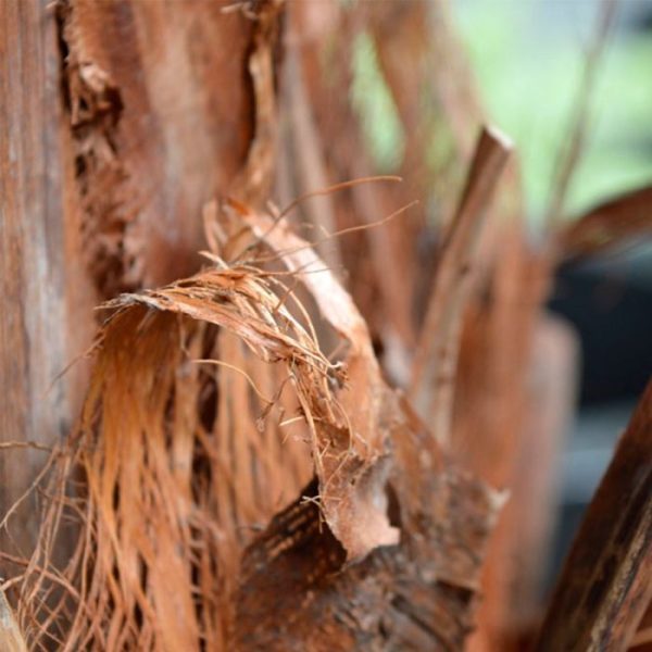 Canarie Phoenix Kunstpalm Deluxe 210 cm 4