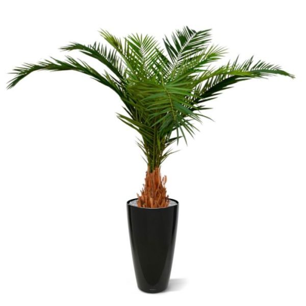 Deze schitterende Canarie Kunstpalm Deluxe 210 cm is een fantastische tropische sfeermaker voor uw interieur! De Canarie Palm komt uit de Phoenix familie en vindt zijn oorsprong op de Canarische Eilanden. Als kunstpalm is hij gebouwd op een gedrongen