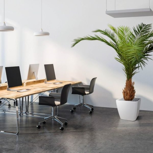 Canarie Phoenix Kunstpalm Deluxe 210 cm 7