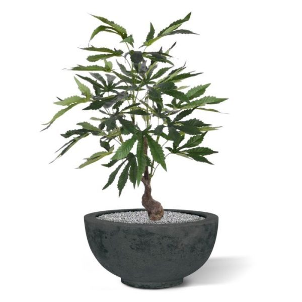 Let op: deze kunstplant Cannabis is niet voor consumptie