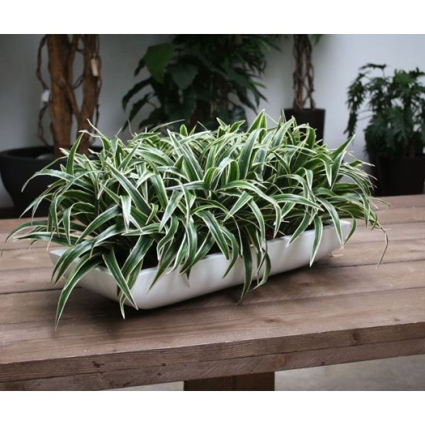 Chlorophytum-S-boeket-30-cm-5 Chlorophytum S boeket 30 cm 5