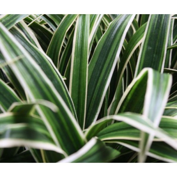 Chlorophytum S boeket 30 cm Dit Chlorophytum S kunstboeket is met zijn dunne en sprieterige bladeren een leuk plantje dat op vele manieren te gebruiken is. Als enkel plantje in een potje