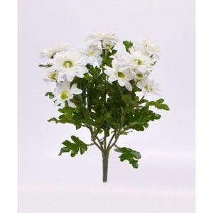 Deze vrolijk en intens gekleurde Chrysanten geven u eindeloos veel plezier en sfeer