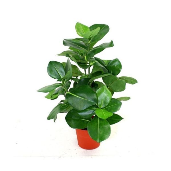 Clusia-40cm-in-pot-10cm-3 Clusia 40cm in pot 10cm 3
