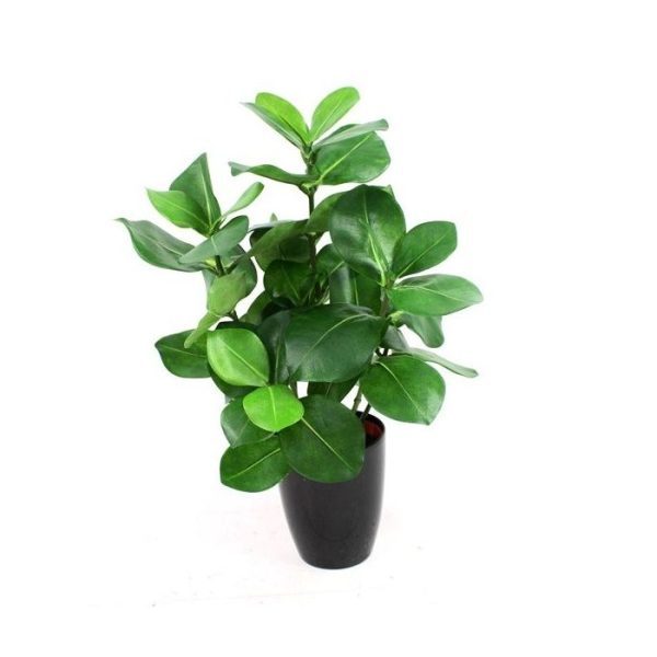 Clusia 40cm in pot 10cm De Clusia is een mooie en bijzondere kunstplant