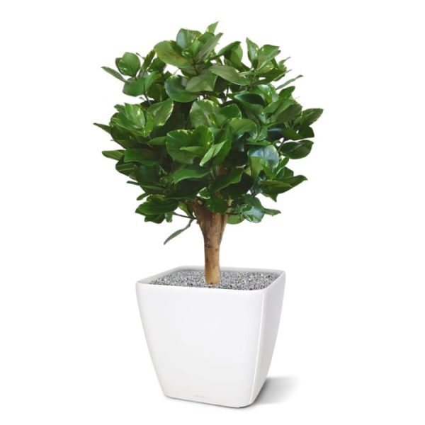 Kunstplanten die mooie en natuurgetrouwe frisgroene bladeren met subtiele gele vleug en de opbouw op die schitterende en echte houten stam. De natuurlijk ogende kunstbol Clusia is gemaakt op een echt houten stam en heeft een hoogte van 55 cm. De breedte is ongeveer 40 cm. De kunstplant is dankzij een buigzame constructie nog naar wens te modelleren. De kunstplant wordt standaard in een plastic binnenpot met vast verlijmde vulling geleverd