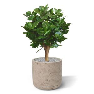 Deze perfect en gedetailleerd nagemaakte kunst Clusia bol van 55 cm hoogte in pot is een waar sieraad om in huis of op de zaak te halen. Kijk maar eens naar dat goedgevulde uiterlijk