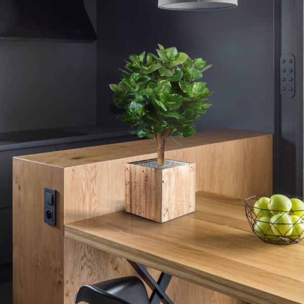 Clusia-bol-kunstplant-55-cm-4 Clusia bol kunstplant 55 cm 4