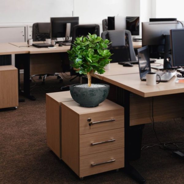 Clusia-bol-kunstplant-55-cm-9 Clusia bol kunstplant 55 cm 9