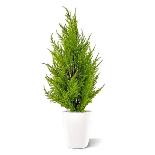 Conifeer 45cm in pot geelgroen 6