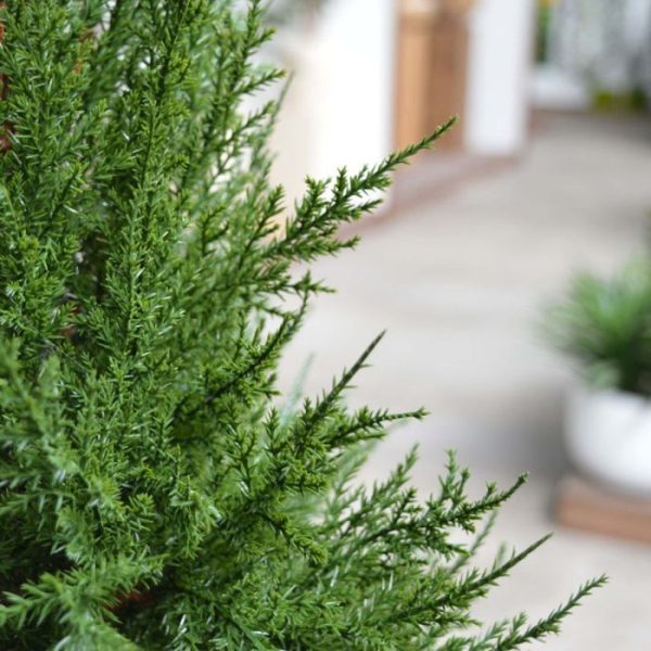 Conifeer-Deluxe-100-cm-UV-3 Conifeer Deluxe 100 cm UV 3