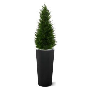 Werkelijk uniek in de kunstbomen wereld is deze UV bestendige kunst Conifeer 100 cm. Omdat de UV-protector in de grondstof is verwerkt kunnen wij de garantie geven dat deze Conifeer gedurende 8 jaar lang niet verkleurt!  Dit extra volle model kunst Thuja heeft een totale hoogte van circa 100 cm en een mooi traditioneel model. De diameter onder aan de stam meet circa 40 cm. Dit vernieuwde model kunst Conifeer is qua structuur extra dicht waardoor de Conifeer er heel natuurlijk uit ziet. Door de uv protector is deze boom uitmate geschikt om buiten in de tuin of op balcon te gebruiken.  De Conifeer kunstboom wordt geleverd in een plastic binnenpot
