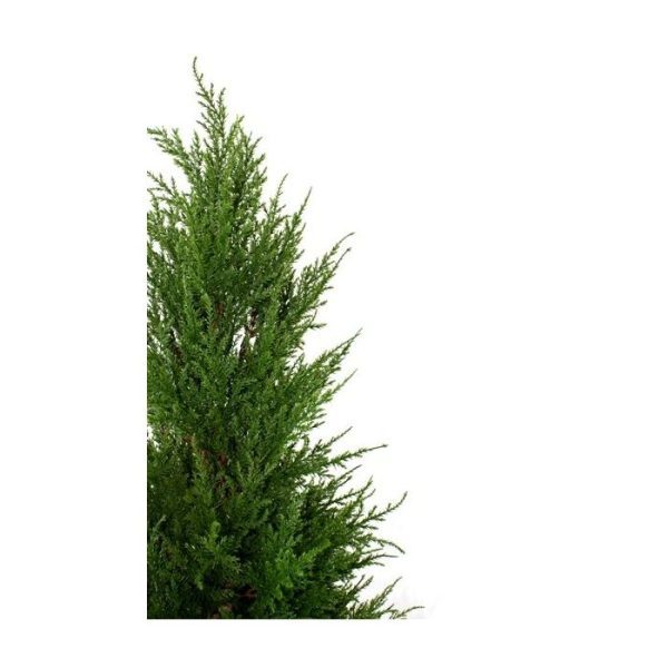 Conifeer Deluxe 100cm 6