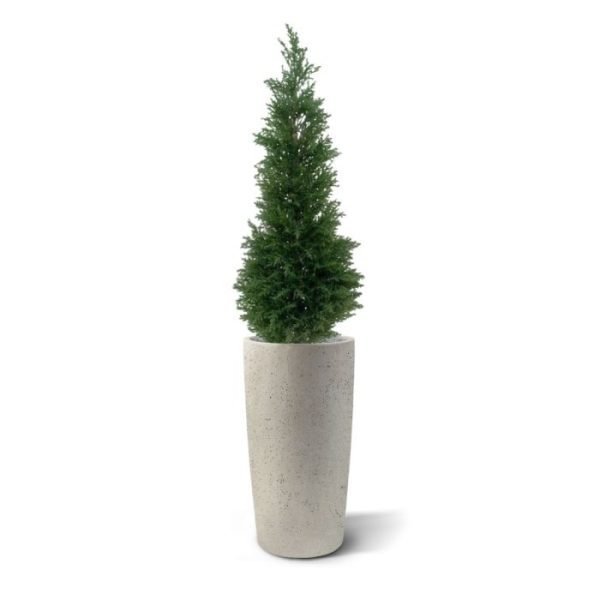 Werkelijk uniek in de kunstbomen wereld is deze UV bestendige kunst Cypress 120 cm. Omdat de UV-protector in de grondstof is verwerkt kunnen wij de garantie geven dat deze Conifeer gedurende 8 jaar lang niet verkleurt! Luxe