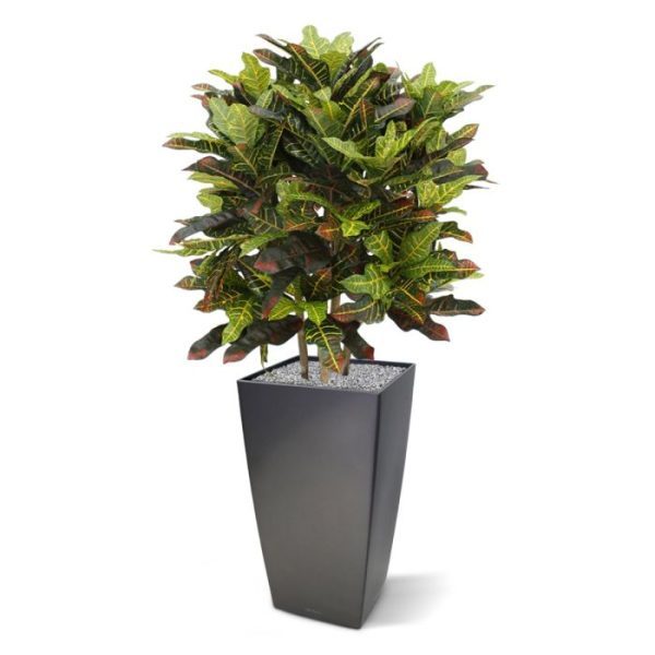 zodat hij makkelijk in een van afgebeelde sierpotten te plaatsen is.