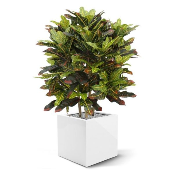 Croton Deluxe XL 90 cm kunstplant 2