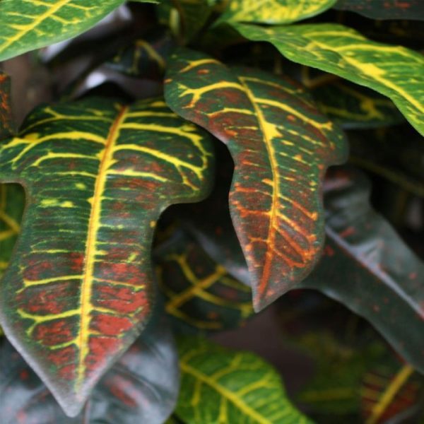 Croton Deluxe XL 90 cm kunstplant 3
