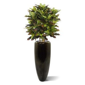 De diversiteit aan zijden bladeren van deze Croton Deluxe XL 90 cm kunstplant is nog groter dan de 50 cm en de 130 cm waarin de Croton ook leverbaar is. De grotere verscheidenheid aan bladgrootte en bladprint zorgen ervoor dat deze kunstplant een echte eyecatcher is. Deze Deluxe XL versie van 90 cm laat zich prima plaatsen in een smalle hoge pot maar ook in lage sierpotten. De Croton heeft een hoogte van ongeveer 90 cm en een breedte van ongeveer 75 cm. Standaard wordt de zijdenplant geleverd in een plastic pot